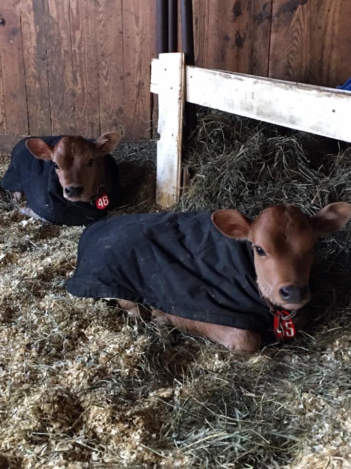 Fish Family Farm Creamery & Dairy Farm Visit CT